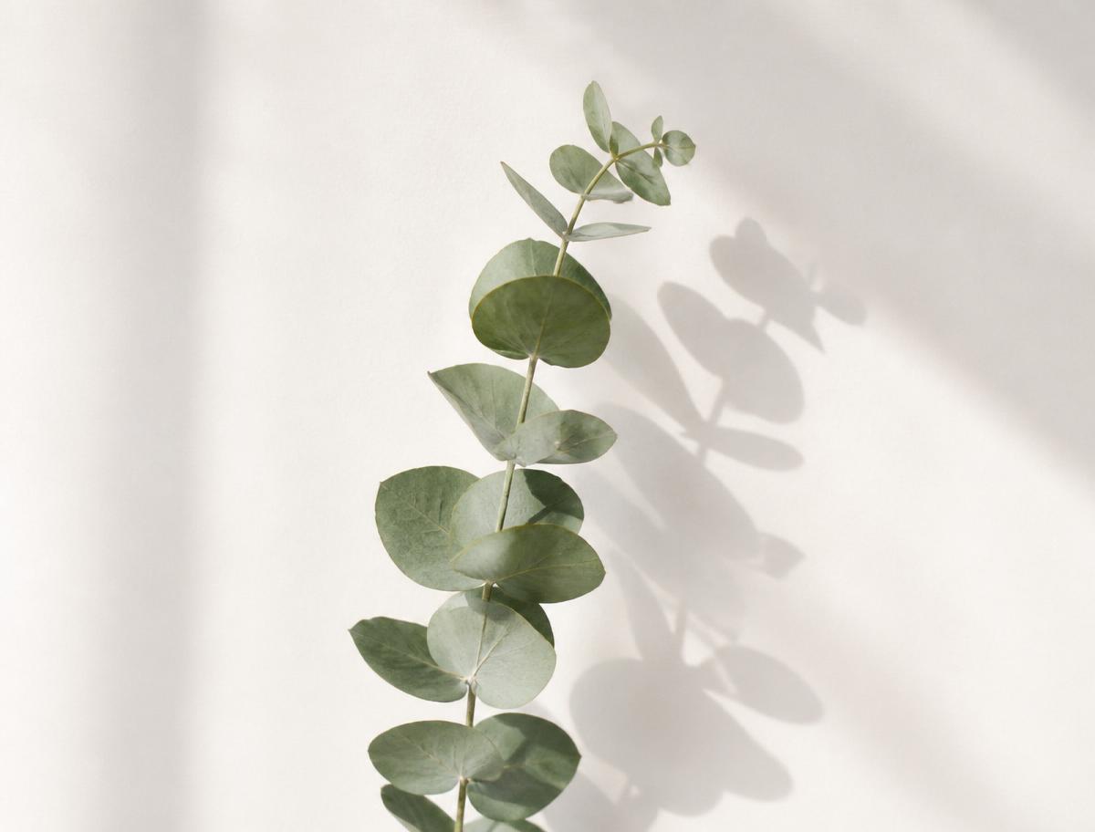 Branche d'eucalyptus et son ombre douce sur un mur clair